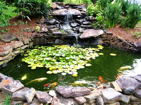 How to Make a Beautiful Goldfish Pond | Dengarden