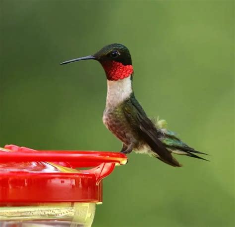 Hummingbird Migration in Florida – Backyard Visitors