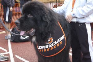 Newfoundland mascot “Pio” featured in Oregonian - The Source - Lewis ...