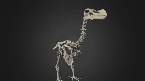 Durban Dodo Skeleton - Anatomically Correct Pose - 3D model by Aves 3D (@aves3d) [b66a301 ...