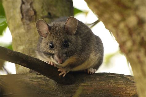 Wood Rat | I took a trip out to Lake Los Carneros in the lat… | Flickr