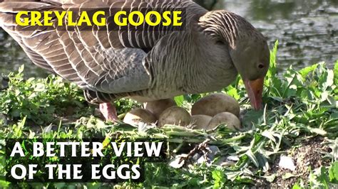 Greylag goose eggs. A better view. PART 18 - YouTube