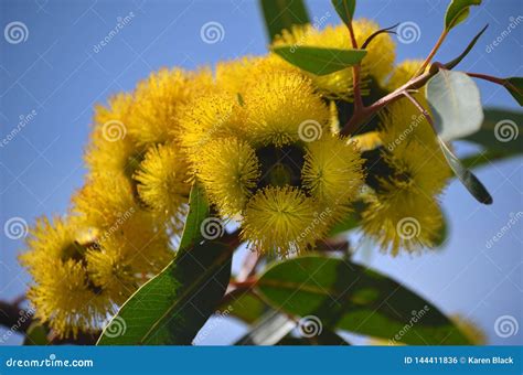 Yellow Flowers of the Mallee Gum Tree Eucalyptus Erythrocorys Stock Photo - Image of capped ...