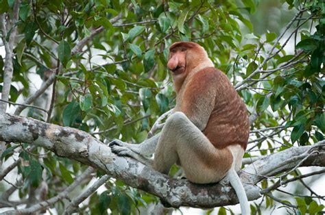 Proboscis Monkey | Sean Crane Photography