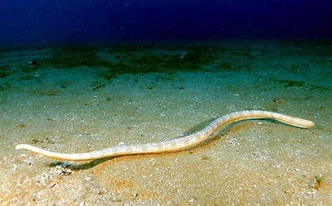 Olive Sea Snake – "OCEAN TREASURES" Memorial Library