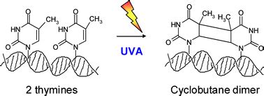 UVA-induced cyclobutane pyrimidine dimers in DNA: a direct ...