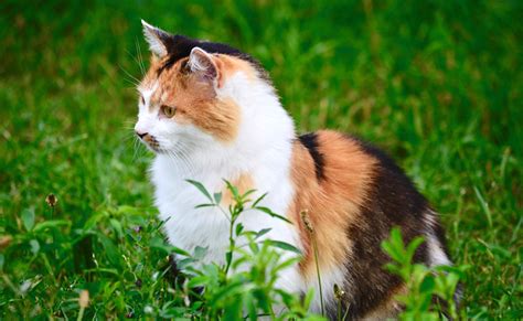 le chat isabelle qui est il quelles particularites coloriage fleur de ...