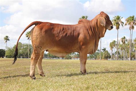 Leading Producer of Brahman Cattle for Sale in Texas, Moreno Ranches Announces Ranch Visit ...