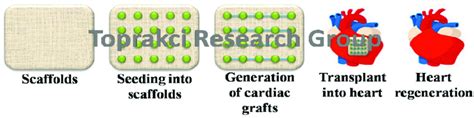 Cardiac tissue regeneration mechanism | Download Scientific Diagram