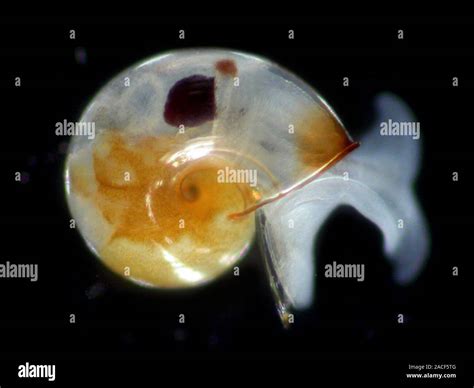 Mollusc larva. Veliger larva of a marine mollusc, showing its ...