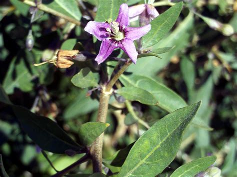 Lycium barbarum | Kiefer Nursery: Trees, Shrubs, Perennials