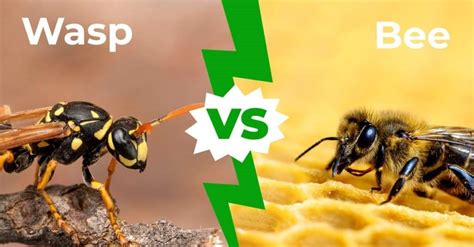 Wasp vs Bee: 7 Main Differences Explained - A-Z Animals