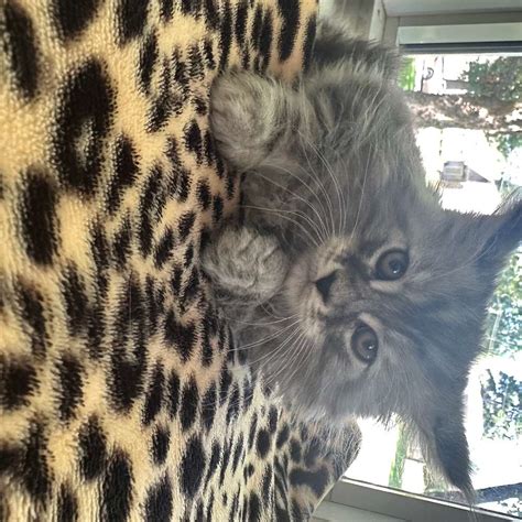 Big Maine Coon available kittens Exotic purr