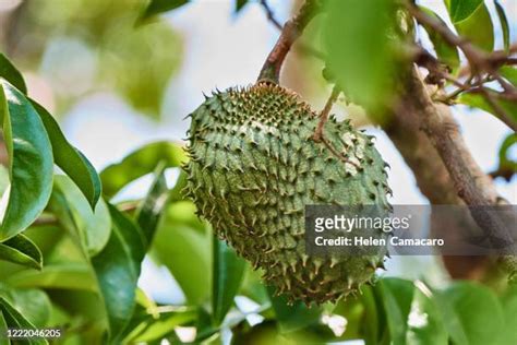 103 Guanabana Tree Stock Photos, High-Res Pictures, and Images - Getty ...