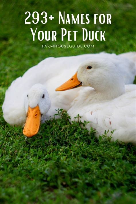 What are some other good names for a pet duck? It should come as no ...