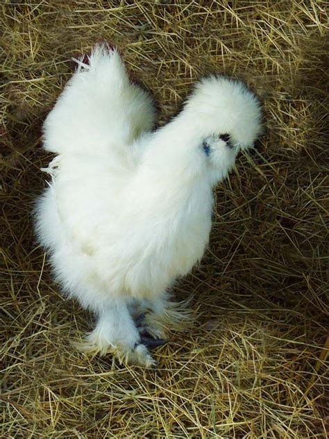 Silkies: Backyard Chicken Breeds | HGTV