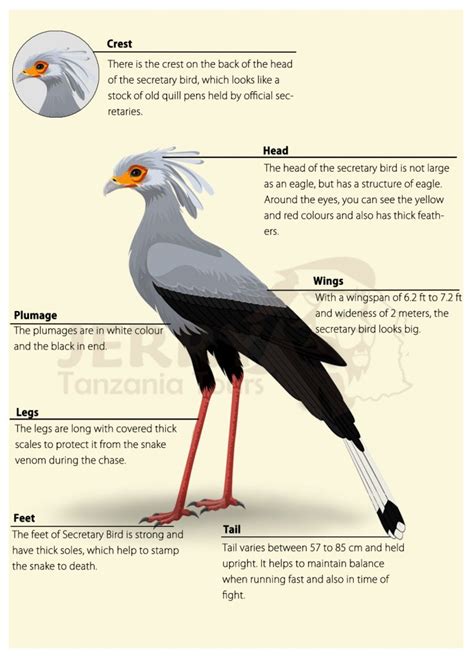 Secretary bird size and their Physical Features ( Amazing Facts to Know)