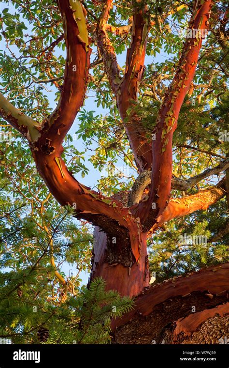 Madrona tree bark hi-res stock photography and images - Alamy