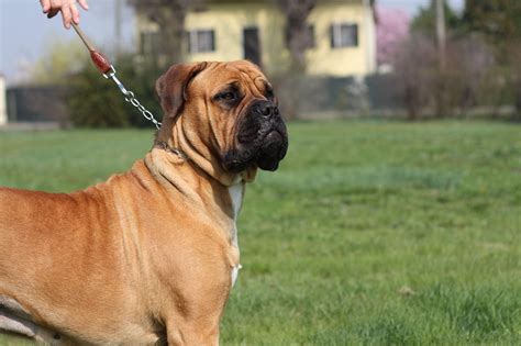 Bullmastiff Wallpapers - Wallpaper Cave