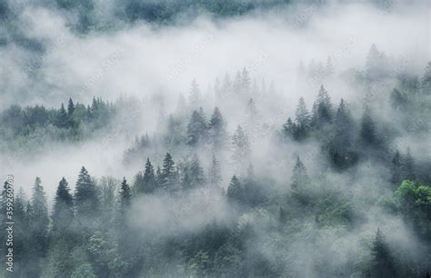 Foggy forest in the mountains. Landscape with trees and mist. Landscape ...