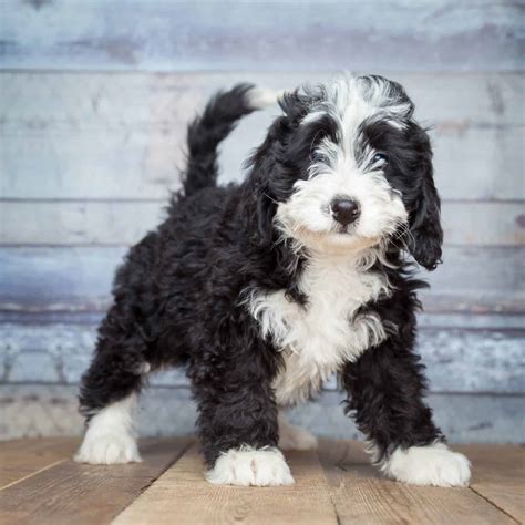 Bernedoodle, a Bernese Mountain Dog-Poodle mix, is gentle, goofy