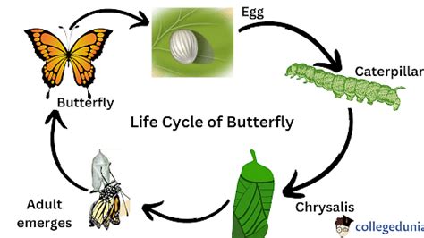 Butterfly Life Cycle: Butterfly Metamorphosis