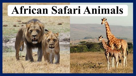 Safari Animals with sounds | African Wild animal Sounds Around Us ...