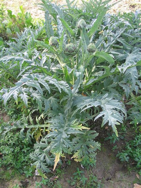 How to Grow Globe Artichokes - HubPages