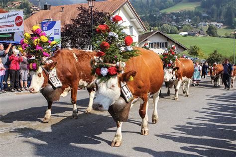 Why you need to see an alpine cow parade once in your life – Newly Swissed Online Magazine