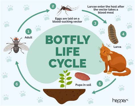 Cuterebra Life Cycle