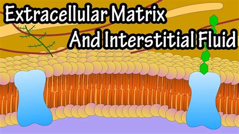 Extracellular Fluid Function