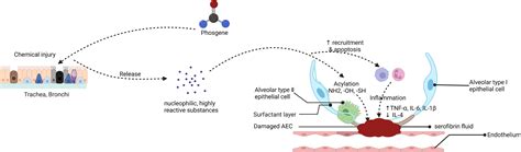 Frontiers | Phosgene-Induced acute lung injury: Approaches for ...