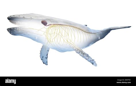 Whale anatomy, illustration Stock Photo - Alamy