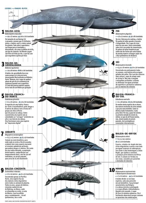 chicoferreira's image | Marine animals, Whale, Ocean creatures