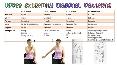 PNF D2 Flexion Extension PNF D2 Flexion Extension To, 47% OFF