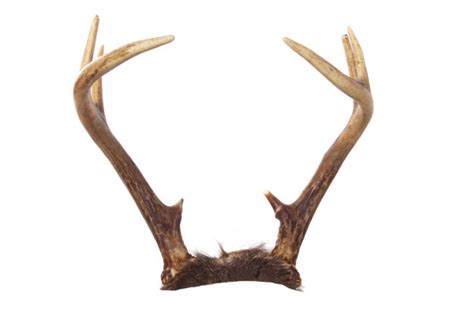 Whitetail Deer Antlers — Stock Photo © deepspacedave #1536677