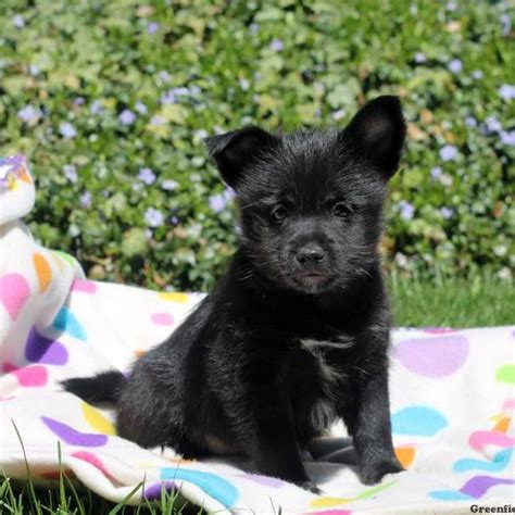 Schipperke Mix Puppies for Sale - Greenfield Puppies