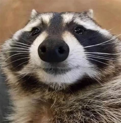 Here have a raccoon smiling : r/aww