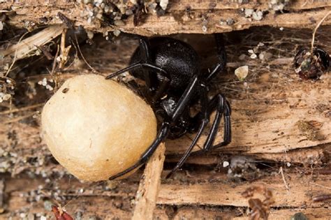 Black Widow Spider, Pacific Northwest | Gohiking