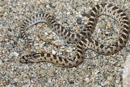 Sonoran Desert Reptiles - Arizona elegans (Glossy snake)