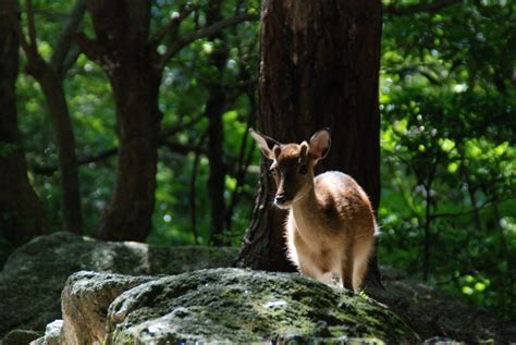 Kagoshima Prefecture (Japan) | Booking & other various services