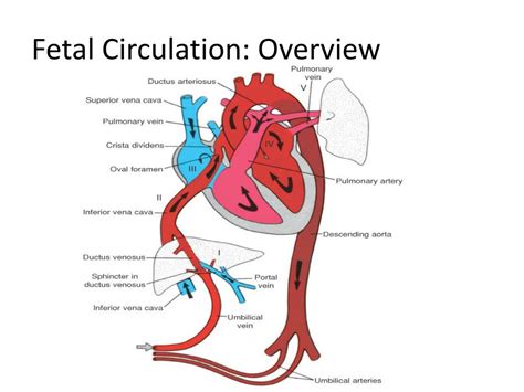 Fetal Circulation Step By Step