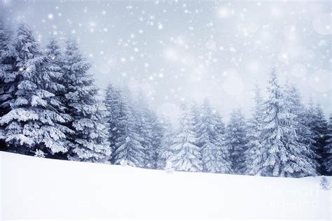 Christmas Background With Snowy Fir Photograph by Melinda Nagy - Pixels