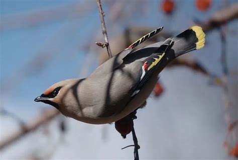 Bohemian Waxwing - Facts, Diet, Habitat & Pictures on Animalia.bio