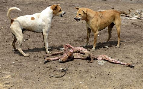 Is It Illegal To Kill Stray Dogs In India