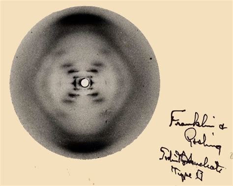 En 1953, Crick et Watson, avec l’aide de Rosalind Franklin, spécialiste de la cristallographie ...