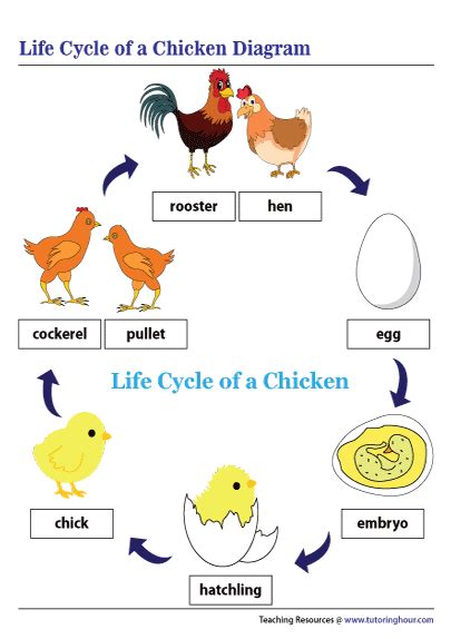 Life Cycle of a Chicken Diagram