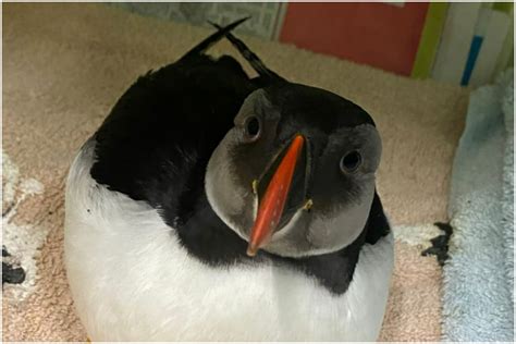 Pair of puffins released back into the wild after treatment | Express & Star