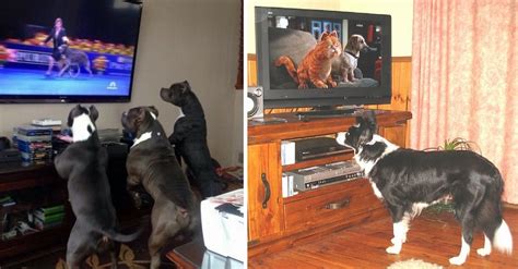 Dogs Watching Dogs on TV, You're Welcome