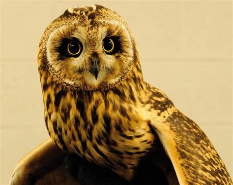 Pittsburgh Airport Transfers Endangered Owls to Natural Habitat | 90.5 WESA